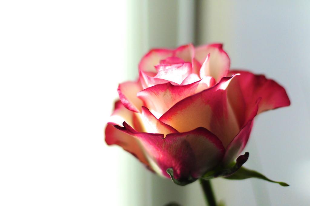 B&B Val Des Roses บรูจส์ ภายนอก รูปภาพ